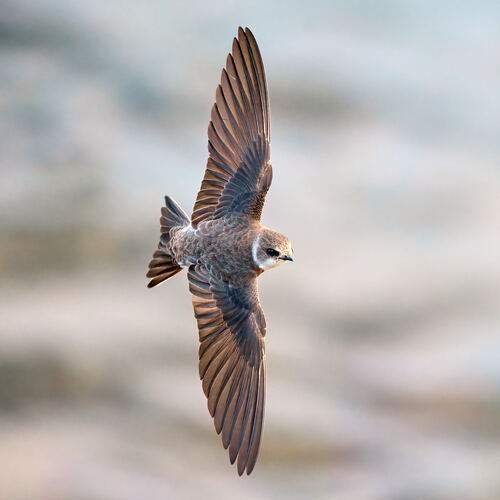 Фотография #13174049