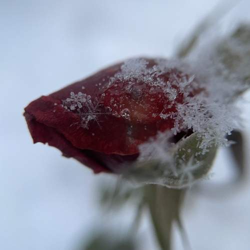 Photo #13174344