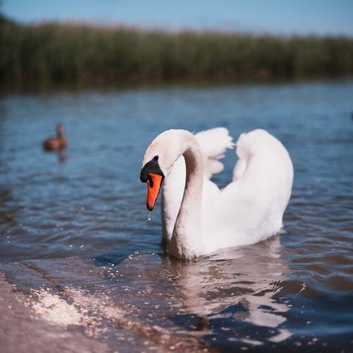 Photo #13174474