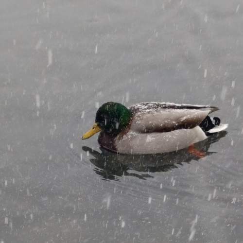 Photo #13175032