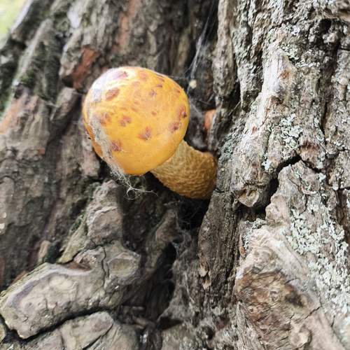 Photo #13175098