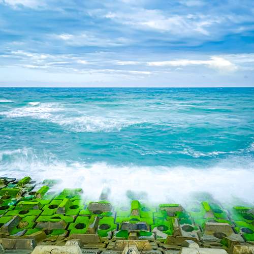 Waves in Moss