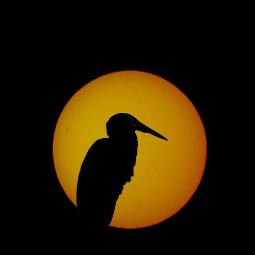 Photo #13175864