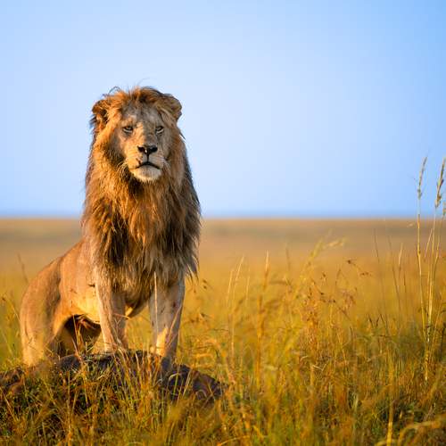 Lion from Africa