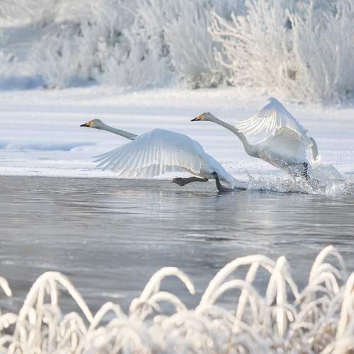 Фотография #13176409