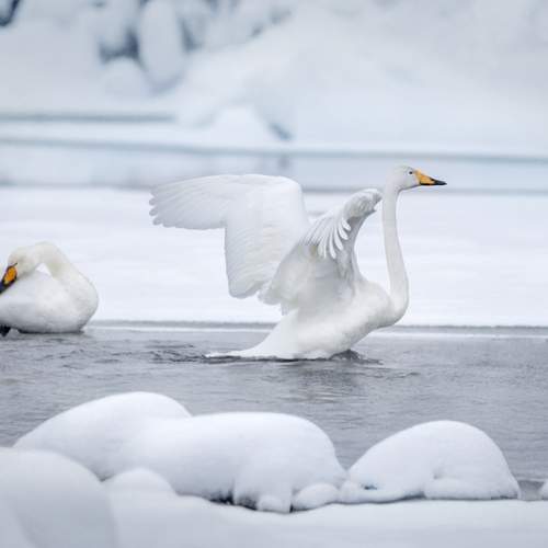 Фотография #13176413