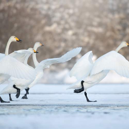 Фотография #13176416