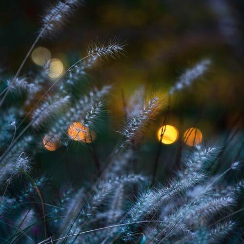 Фотография #13176531