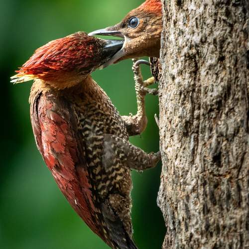 Nestling Feeding Time