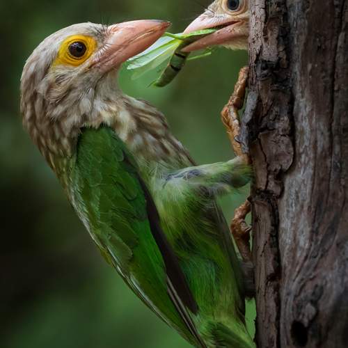 Feeding fledgling Moment