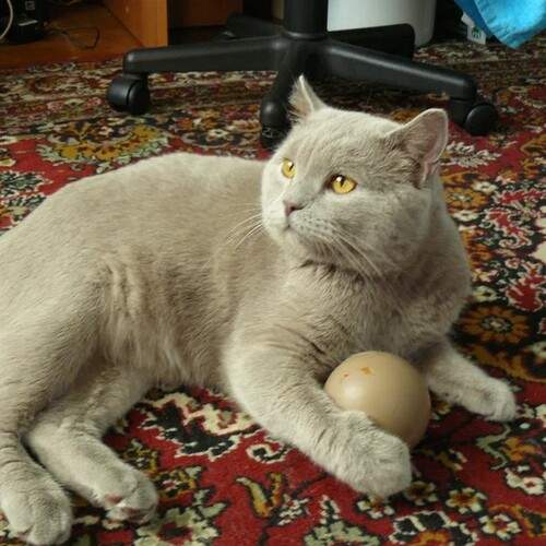 Photo #13176924