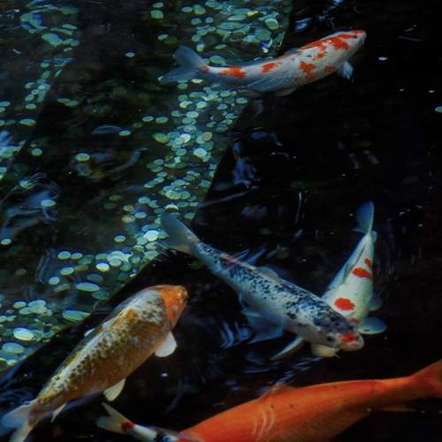 Photo #13177029