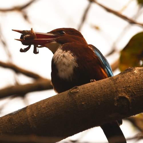 Photo #13177346