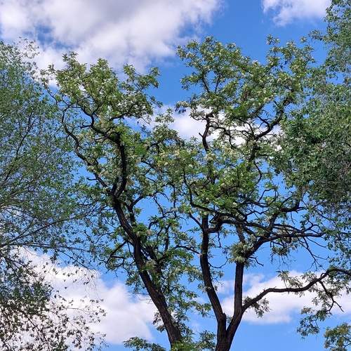 Photo #13177542