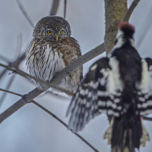 Photo #13178138