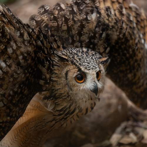 Фотография #13178281