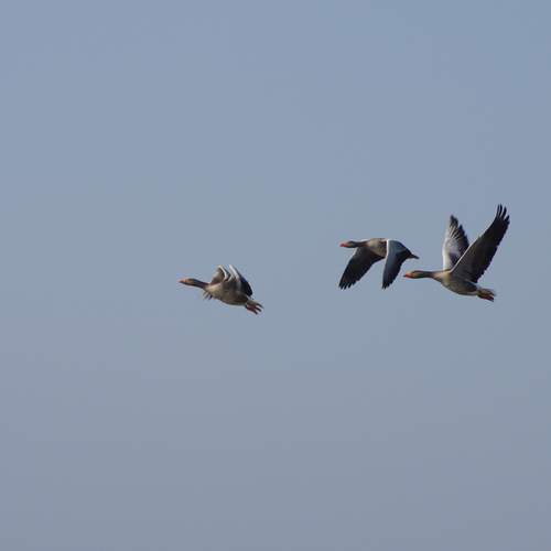 Фотография #13178293