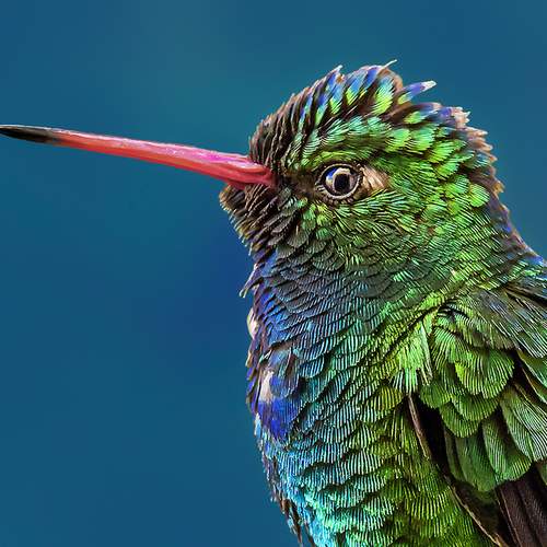 Фотография #13178385