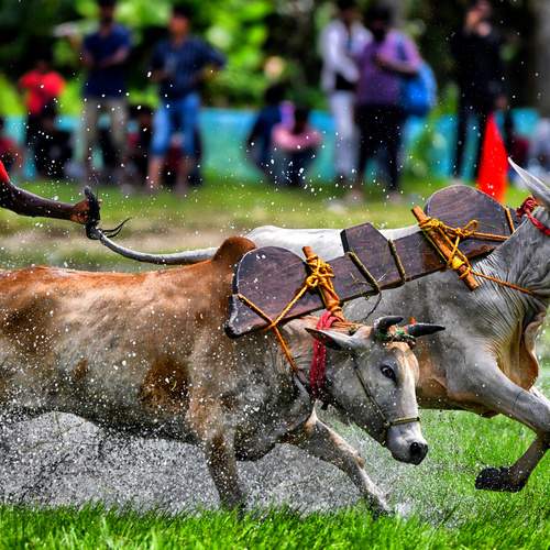 Фотография #13178552