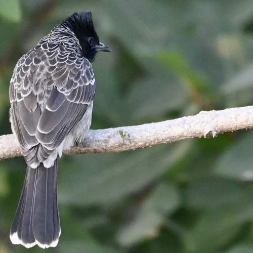 Photo #13178687