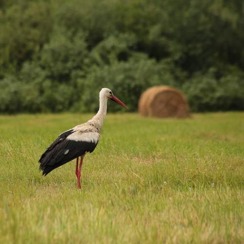 Фотография #13179324