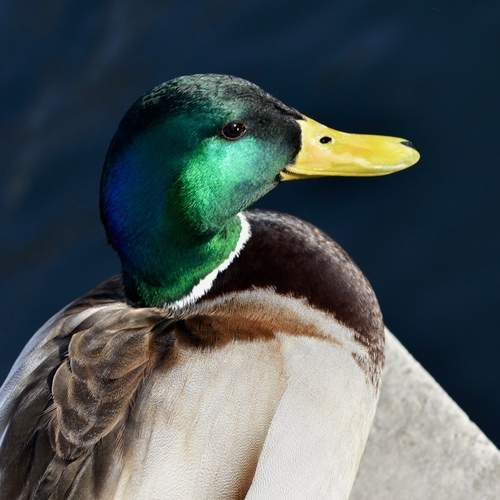 Photo #13179357