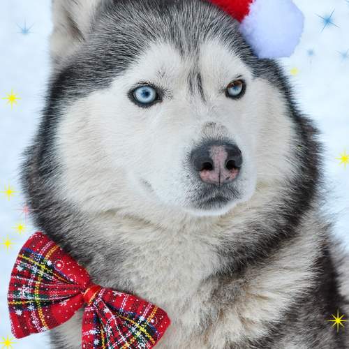 Photo #13179364