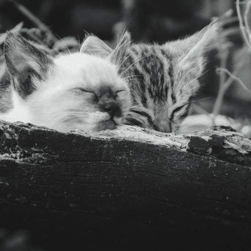 Photo #13179429