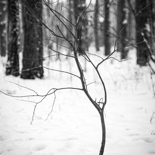 Photo #13179725