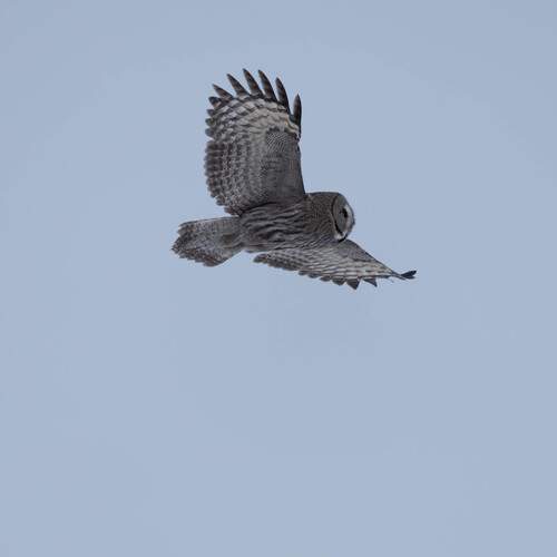Photo #13180233
