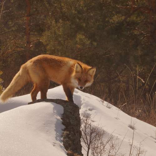 Photo #13180285