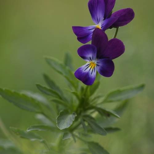Photo #13180535