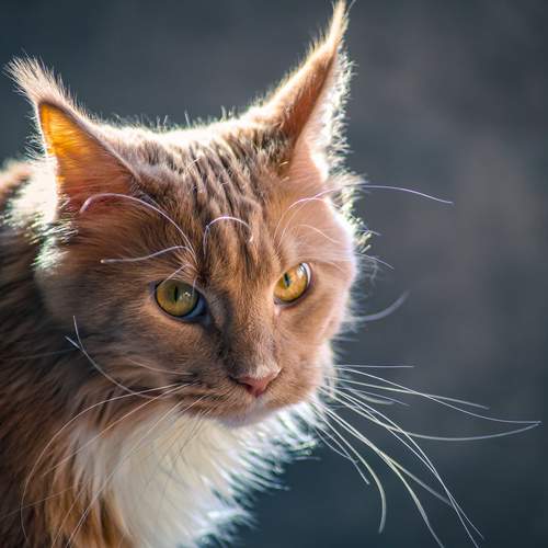 Photo #13181040