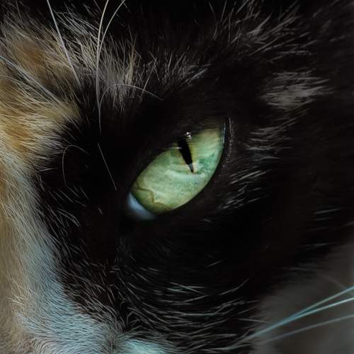 Photo #13181215
