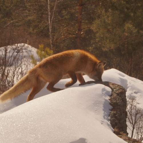 Photo #13181273