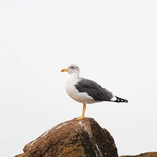 An adult seagull