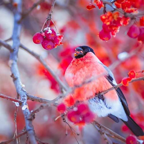 Фотография #13181363