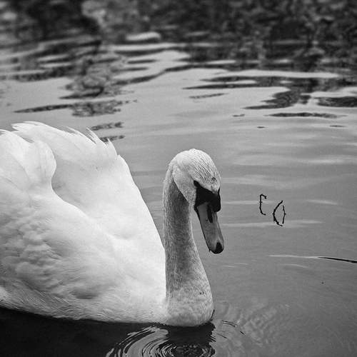 Photo #13181516