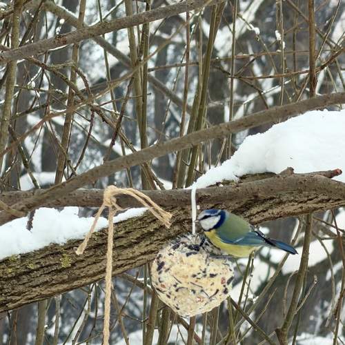 Photo #13181619