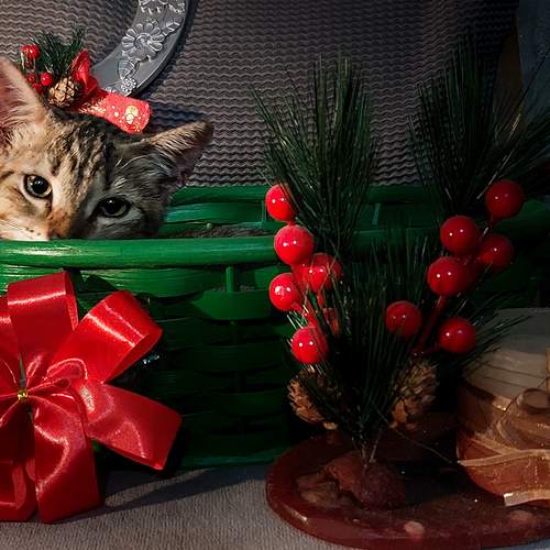 Photo #13182638