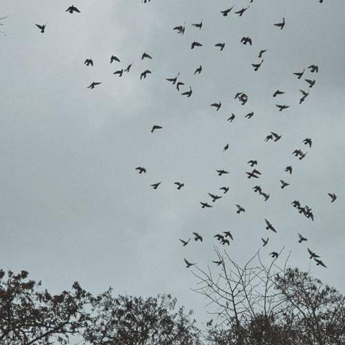 Photo #13182835