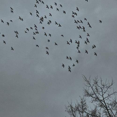 Photo #13182836
