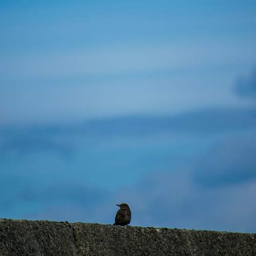 Photo #13182914