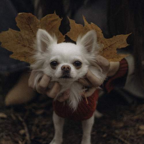 Photo #13182986