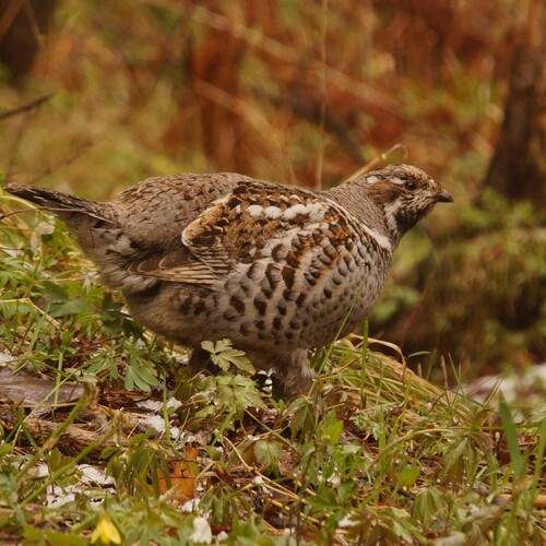 Photo #13183022