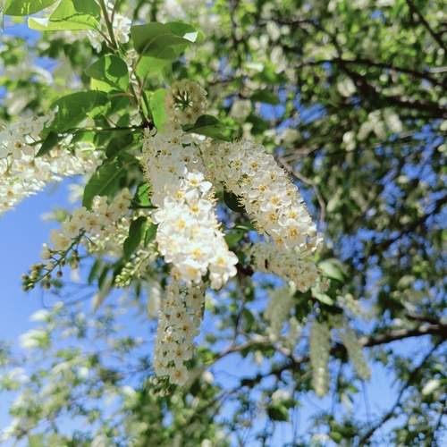 Photo #13183091