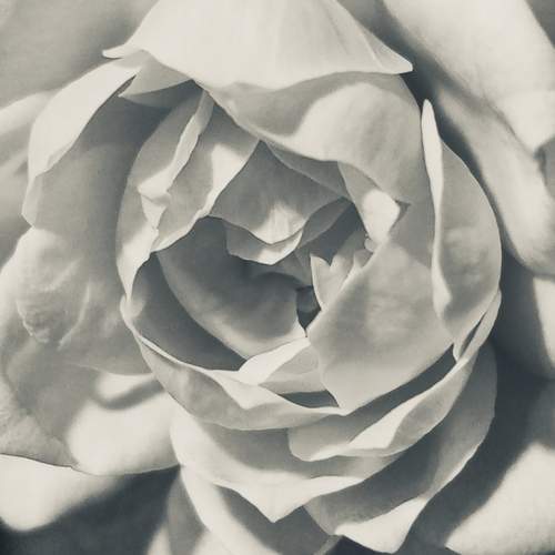 Photo #13183172