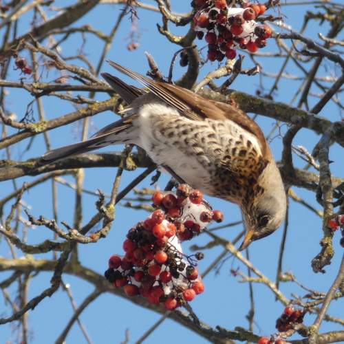 Photo #13183205