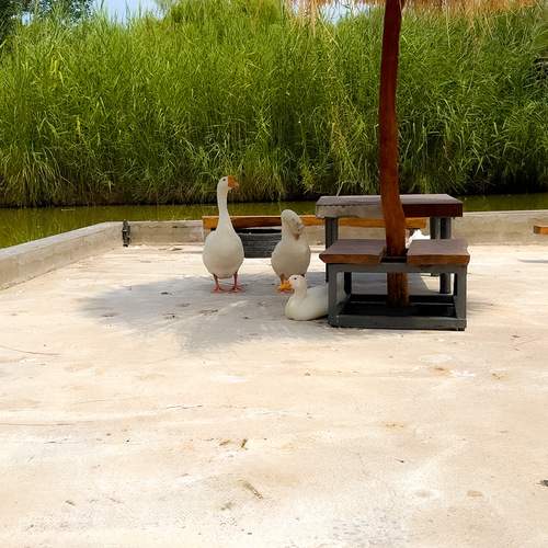 Photo #13183252