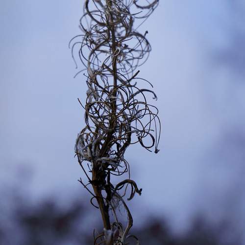 Photo #13183335